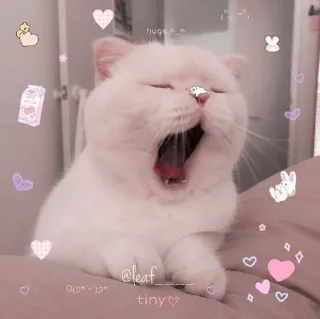 😴 emoji Cute cats Telegram sticker 11 of 48