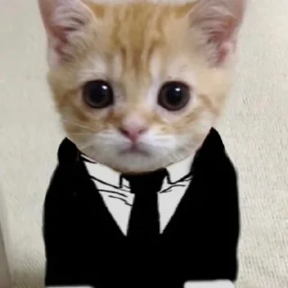 🐱 emoji dudul Telegram sticker 7 of 17