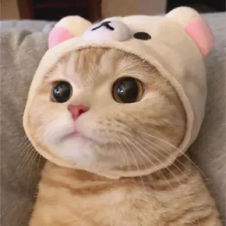😒 emoji Cute cats Telegram sticker 24 of 48