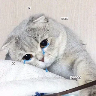 🥺 emoji Cute cats Telegram sticker 13 of 48
