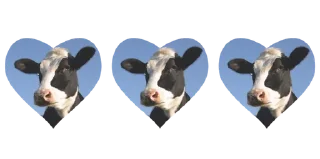 🐄 emoji (〃^∇^)ﾉ♡ @inmcjhome Telegram sticker 9 of 20