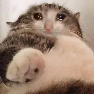 Sticker from Crying Cat @Grup_Anime_Chat
