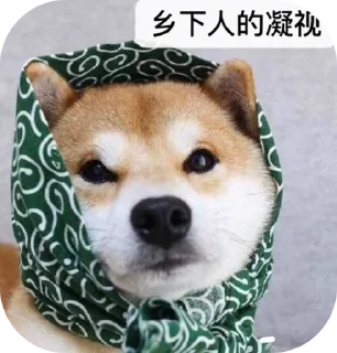 😭 emoji 高速代理 @hgwzcd Telegram sticker 19 of 101