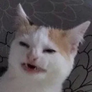 Sticker from Favourite Cats