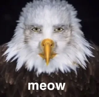 🦅 emoji Idk Telegram sticker 20 of 45