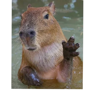 Sticker from Capybara
