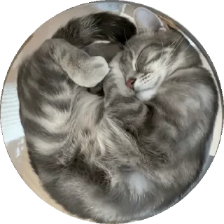 🐱 emoji 𝙊𝙥𝙨 ! 𝙈𝙮 𝙎𝙩𝙞𝙘𝙠𝙚𝙧 : 𝘼𝙡𝙥𝙝𝙖 Telegram sticker 4 of 50