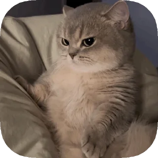 😒 emoji 𝙊𝙥𝙨 ! 𝙈𝙮 𝙎𝙩𝙞𝙘𝙠𝙚𝙧 : 𝘼𝙡𝙥𝙝𝙖 Telegram sticker 21 of 50