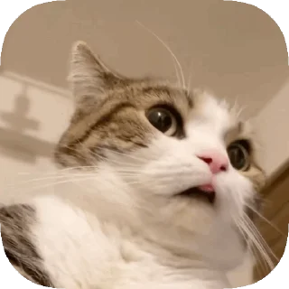 😧 emoji 𝙊𝙥𝙨 ! 𝙈𝙮 𝙎𝙩𝙞𝙘𝙠𝙚𝙧 : 𝘼𝙡𝙥𝙝𝙖 Telegram sticker 20 of 50