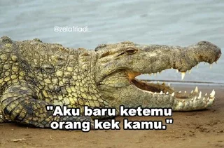 🐊 emoji Peliharaan nya @psychologyeol Telegram sticker 23 of 32