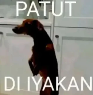 🫥 emoji meme 144p diluar nalar ancrit Telegram sticker 22 of 80