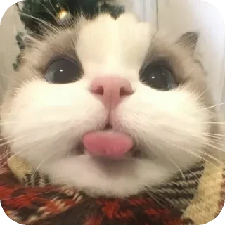 😛 emoji anh có dz ko @xuandz1 Telegram sticker 12 of 66