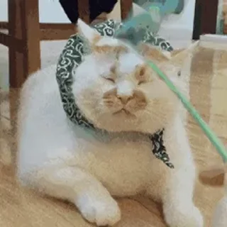 🐱 emoji 表情包库🥰  @tutuBQ1 Telegram sticker 12 of 50