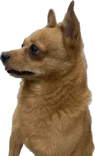 Sticker from Doggos @roasted_duck