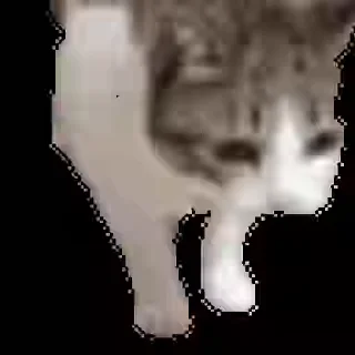 Sticker from Toib's video packkk