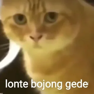 🐈 emoji kucing bengong Telegram sticker 22 of 30