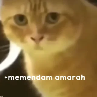🐈 emoji kucing bengong Telegram sticker 9 of 30