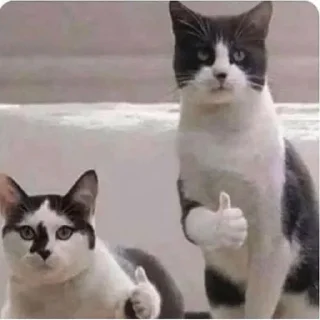 Sticker from Cat