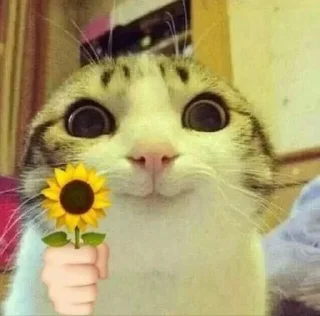 🫰 emoji Cute cats Telegram sticker 18 of 27