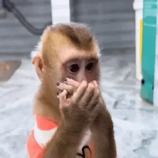 🐵 emoji 吗喽表情包 @Katak66 Telegram sticker 22 of 50