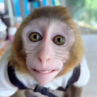 🌏 emoji ＭＯＮＫＥＹＳ² 🐵 @Wickers Telegram sticker 6 of 50
