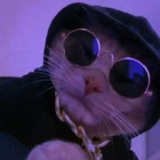 😎 emoji Better Cats @AnimeOcean_Gifs Telegram sticker 22 of 52