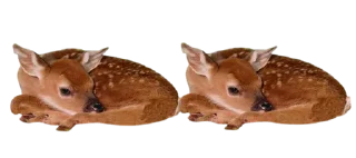 🦌 emoji Old Libraries. @inmcjhome Telegram sticker 10 of 20