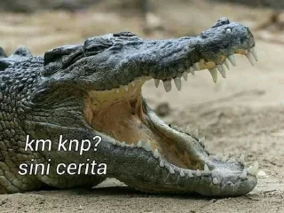 🐊 emoji Peliharaan nya @psychologyeol Telegram sticker 6 of 32