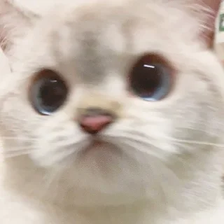 🙁 emoji Zuzu & Nana Reactions Telegram sticker 9 of 35