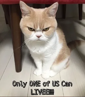 😑 emoji Angry Cat Telegram sticker 8 of 62