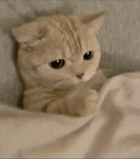🥺 emoji Angry Cat Telegram sticker 13 of 62
