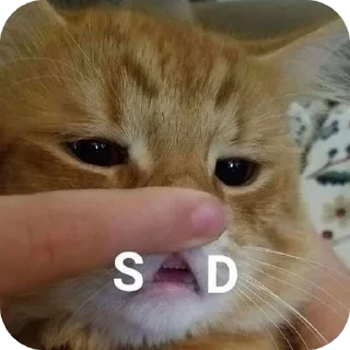 🐱 emoji Kocheng by Abell imut pacar heeseung Telegram sticker 8 of 98