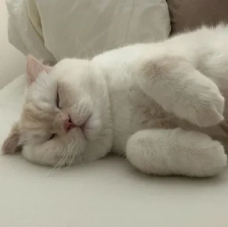 😴 emoji anjing @losemuakontol Telegram sticker 13 of 95