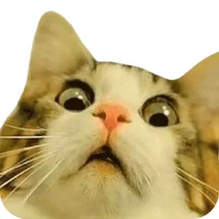 🤨 emoji JBot's Stickers   @unofficial_telegramBD Telegram sticker 11 of 58