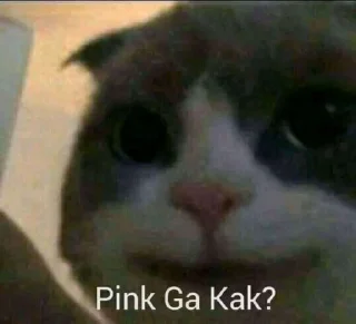 Sticker from Kucing sange