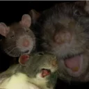 🐭 emoji Mad Laugh Telegram sticker 11 of 34