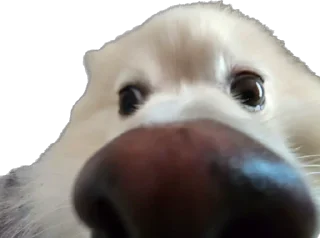 🐶 emoji Doggos @roasted_duck Telegram sticker 18 of 52