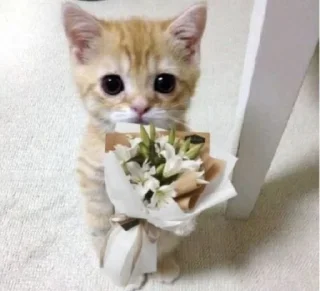 💐 emoji kylaboo Telegram sticker 7 of 72