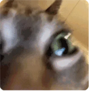 🤣 emoji 猫猫头 @BSport1 Telegram sticker 12 of 47