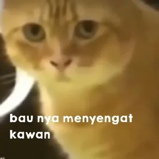 🐈 emoji kucing bengong Telegram sticker 7 of 30