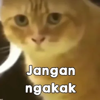 🐈 emoji kucing bengong Telegram sticker 15 of 30
