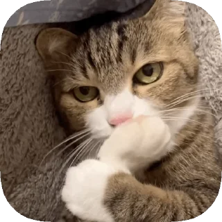 🦶 emoji 𝙊𝙥𝙨 ! 𝙈𝙮 𝙎𝙩𝙞𝙘𝙠𝙚𝙧 : 𝘽𝙚𝙩𝙖 Telegram sticker 6 of 40