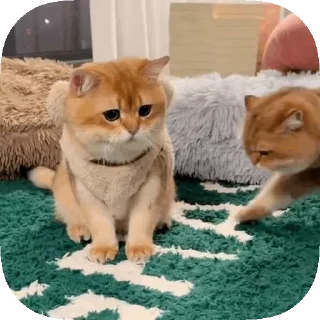 🥰 emoji 𝙊𝙥𝙨 ! 𝙈𝙮 𝙎𝙩𝙞𝙘𝙠𝙚𝙧 : 𝘽𝙚𝙩𝙖 Telegram sticker 8 of 40