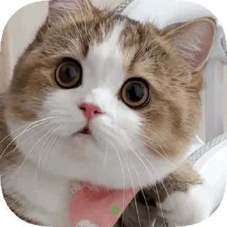 😳 emoji 𝙊𝙥𝙨 ! 𝙈𝙮 𝙎𝙩𝙞𝙘𝙠𝙚𝙧 : 𝘽𝙚𝙩𝙖 Telegram sticker 20 of 40