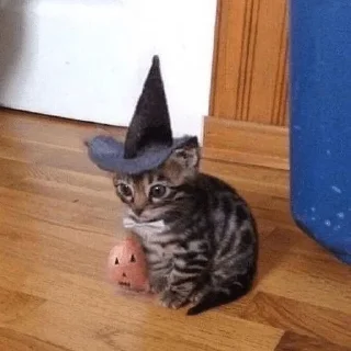 🧙‍♀️ emoji Catz Telegram sticker 19 of 39