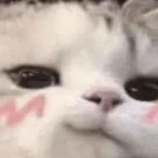 Sticker from Catz