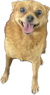 🐶 emoji Doggos @roasted_duck Telegram sticker 5 of 52