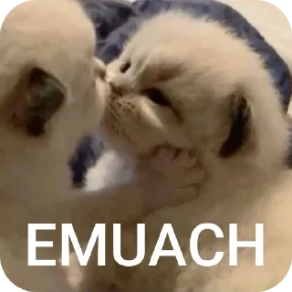 🐱 emoji ore Telegram sticker 9 of 40