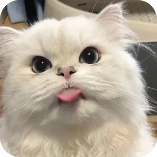 😸 emoji Meowing @Angel_Archer Telegram sticker 7 of 32