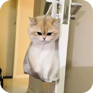 😸 emoji Meowing @Angel_Archer Telegram sticker 17 of 32